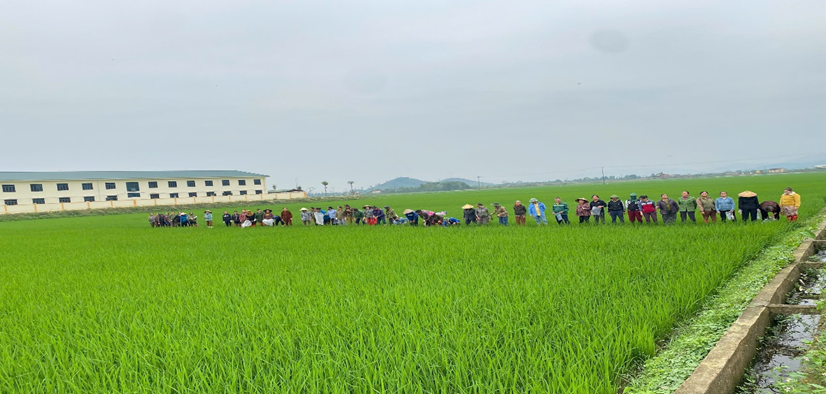 Trung tâm Khuyến nông Nghệ An: Tập huấn kỹ thuật thâm canh sản xuất lúa cho nông dân năm 2026