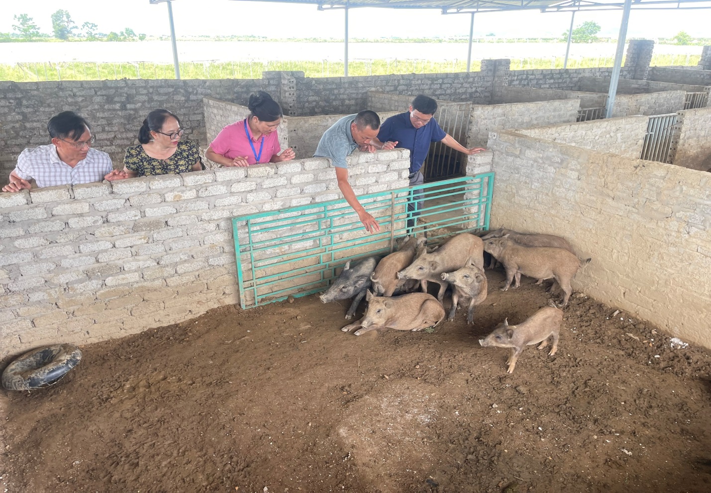 Trung tâm Khuyến nông Nghệ An tổ chức giao giống lợn rừng lai và thức ăn hỗn hợp cho mô hình “Chăn nuôi lợn rừng theo hướng tuần hoàn”