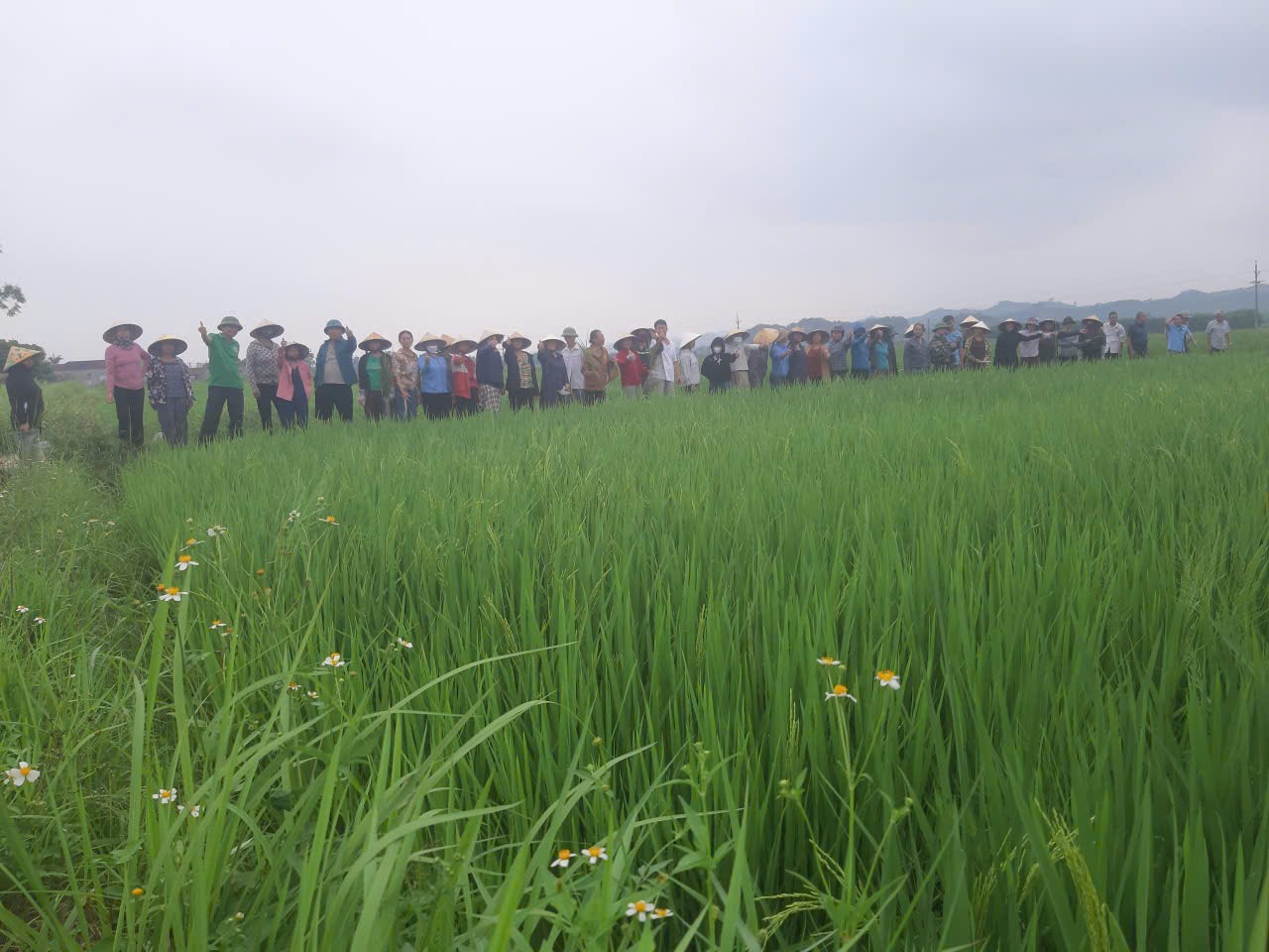 Thơ: Nghề Khuyến Nông