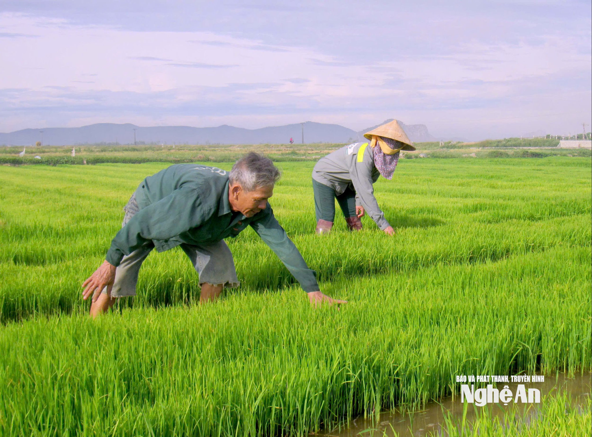 Nông dân Nghệ An:Chủ động chuyển đổi số, chuyển đổi xanh