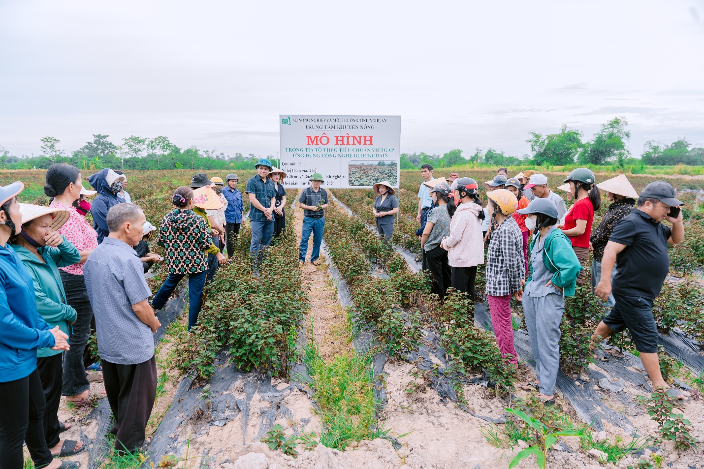 Trung tâm Khuyến nông Nghệ An tổ chức Hội thảo đánh giá mô hình trồng cây tía tô theo tiêu chuẩn VietGAP ứng dụng công nghệ Blockchain.