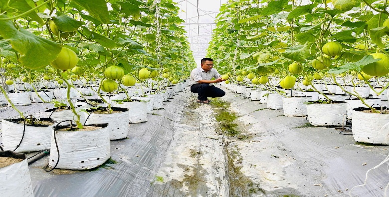 Thành công từ mô hình nông nghiệp công nghệ cao gắn với liên kết tiêu thụ sản phẩm