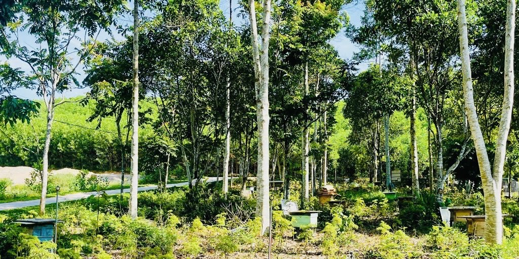 Phát huy hiệu quả mô hình Liên kết chuỗi trồng cây dược liệu kết hợp nuôi ong mật tại xã Tam Hợp, Nghệ An