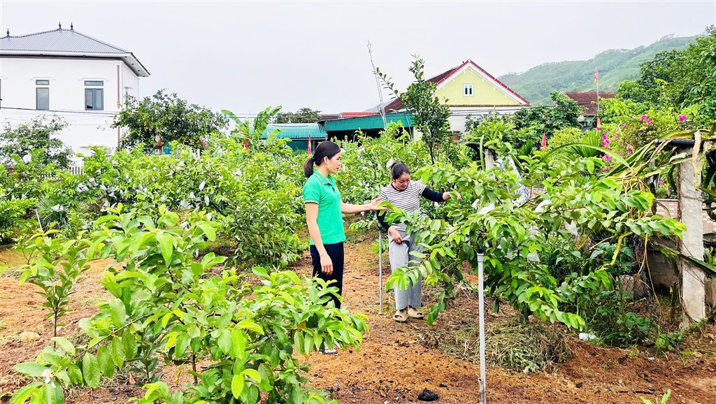 Xã Đại Huệ: Lấy ngắn nuôi dài, phát triển kinh tế từ mô hình sản xuất tổng hợp