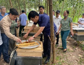 Hội thảo: Mô hình nuôi ong ngoại khai thác mật trên thùng kế theo hướng VietGAHP  năm 2022 tại huyện Tân Kỳ