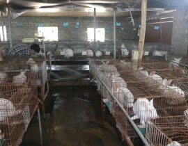 Mô hình nuôi thỏ giống của anh Nguyễn Thái Nhân ở xã Nghĩa Hòa Nghĩa Đàn