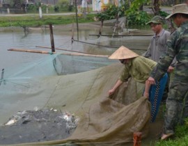 Mô hình nuôi cá giống cho thu nhập cao hộ anh Trần Hồng Anh - xóm 2 - Nam Anh - Nam Đàn