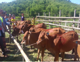 Giao bò sinh sản cho hộ nghèo tại huyện Con Cuông