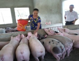 MH nuôi lợn ngoại theo VietGap tại hộ chị Lê Thị Hằng - xóm 15b - Nghi Kiều - Nghi Lộc