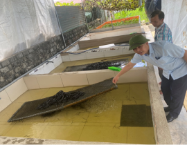 Mô hình nuôi lươn thương phẩm tại xã Diễn Trường – Huyện Diễn Châu