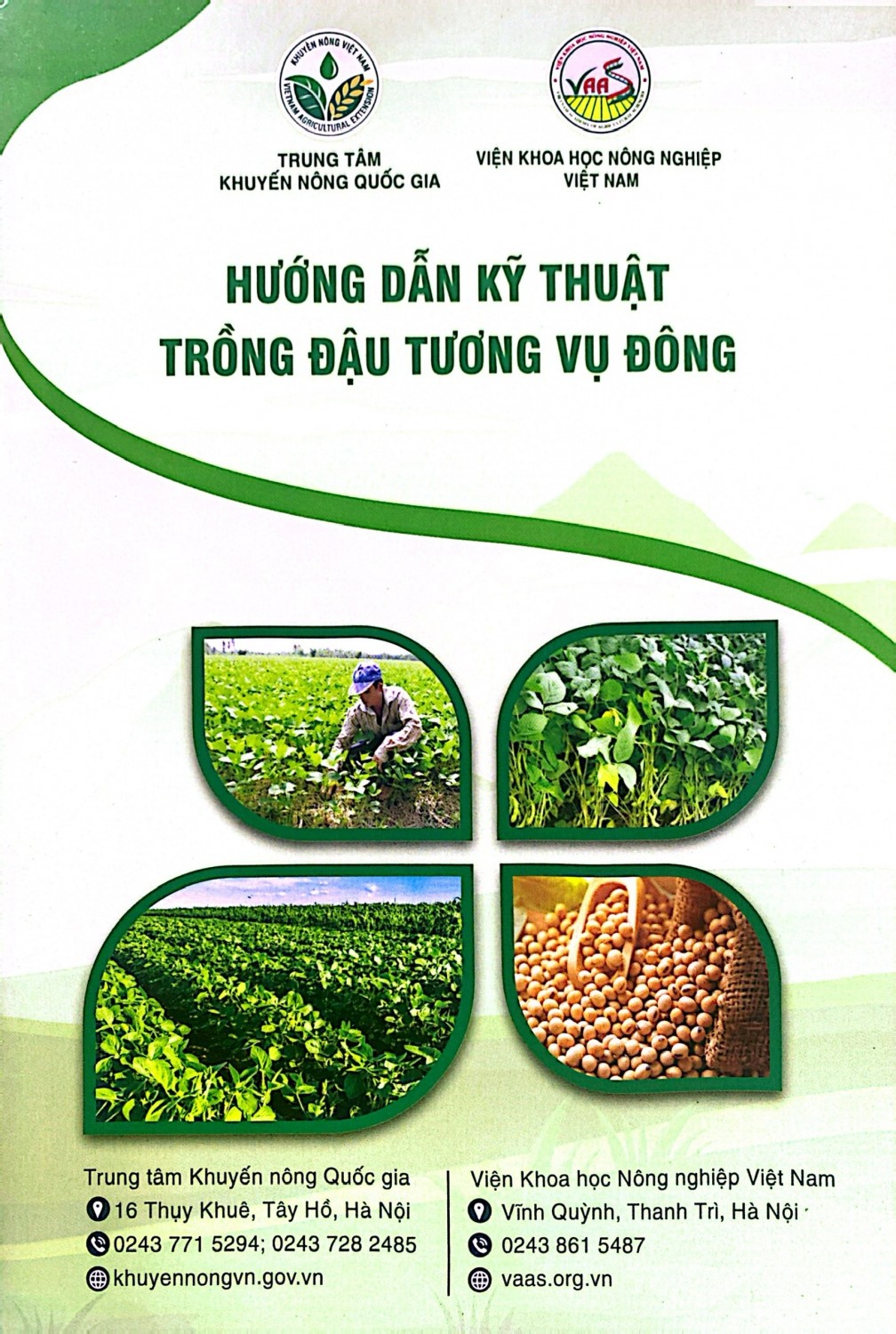 Hướng dẫn kỹ thuật trồng đậu tương vụ đông