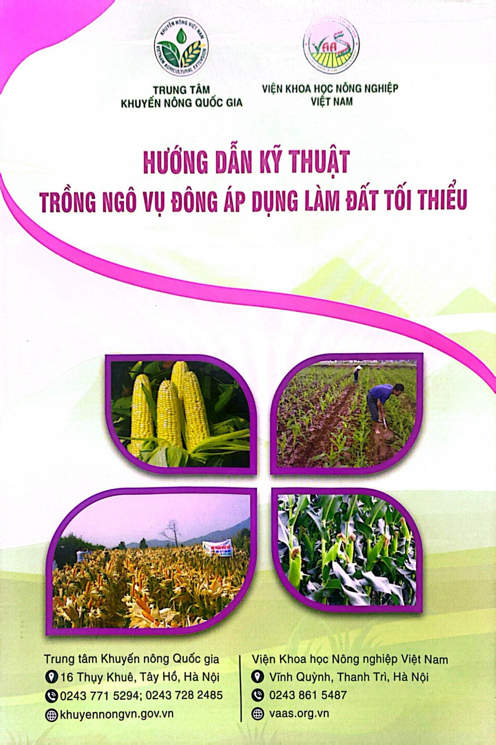 Hướng dẫn kỹ thuật trồng ngô vụ đông áp dụng làm đất tối thiểu