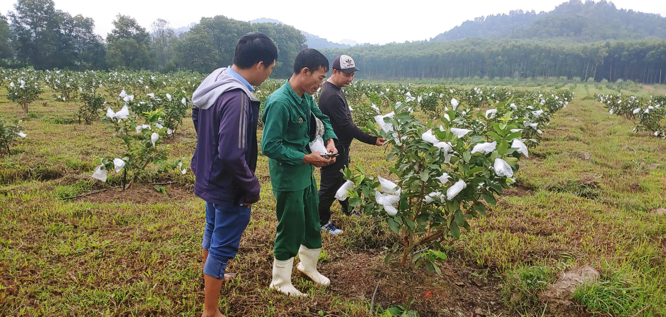 kiem tra ky thuat boc qua mo hinh oi le dai loan theo tieu chuan vietgap