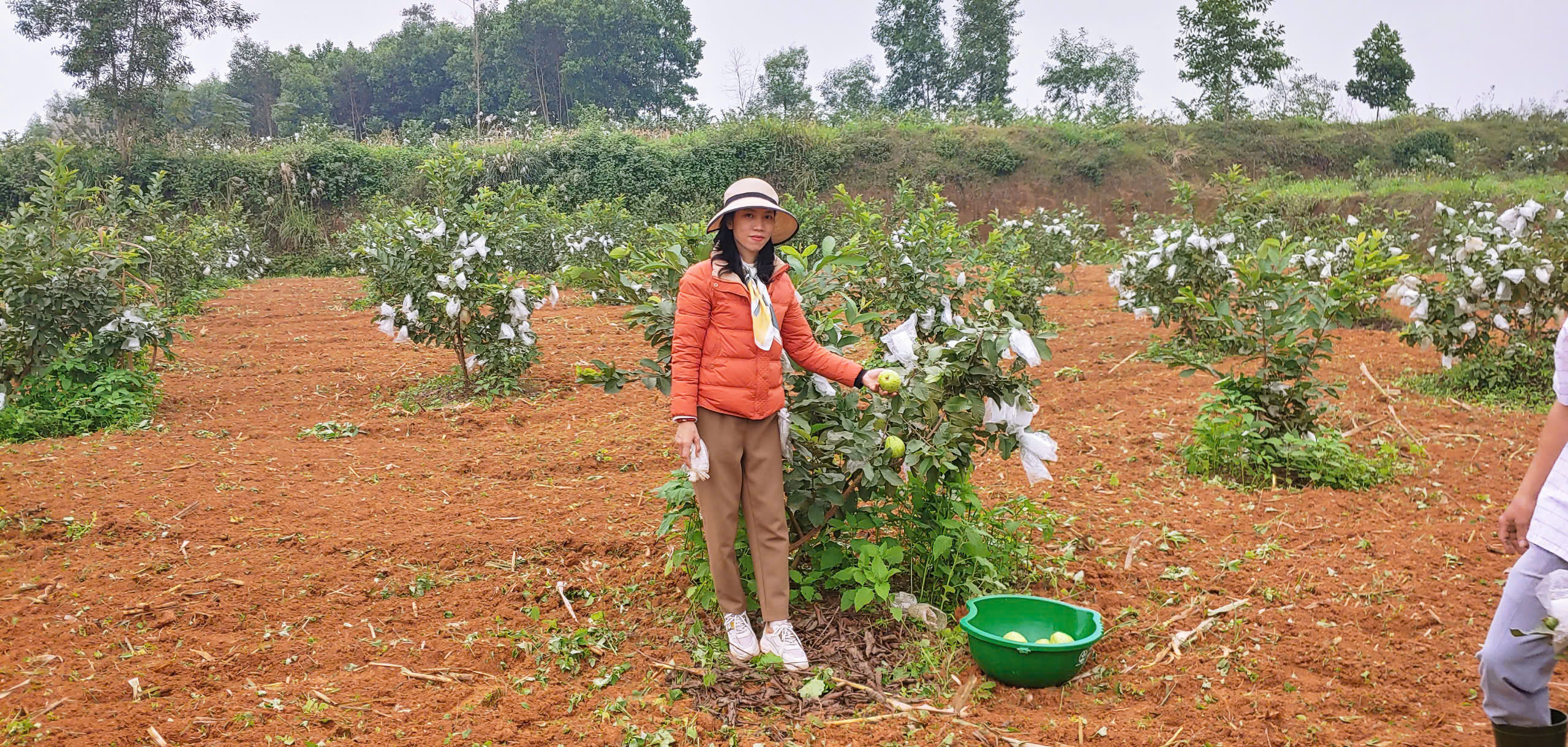 kiem tra mo hinh oi le dai loan giai doan gan thu hoach tai xa thanh xuan thanh chuong 1