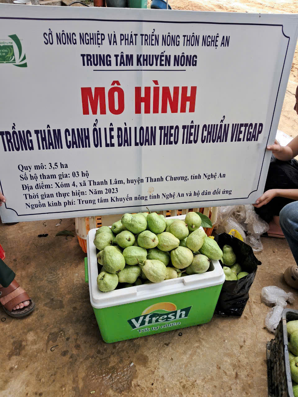 thu hoach oi tai xa thanh lam thanh chuong